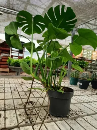 Monstera Deliciosa 70cm
