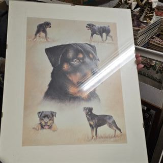 Stampa Rottweiler - Quadro Decorativo