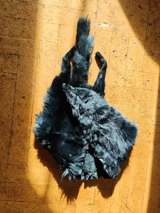 Estola de piel de zorro negro