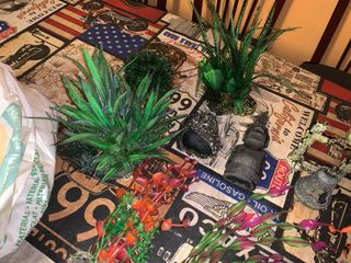 Decoración Acuario: Plantas y Rocas