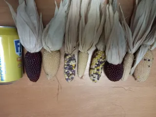 Mazorcas de Maíz Decorativo