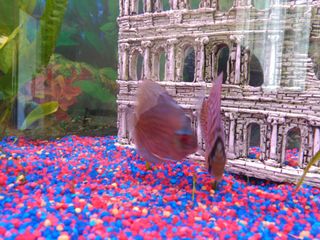 2 Acuarios con Mueble (120 y 300 L).