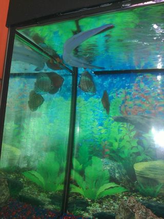 2 Acuarios con Mueble (120 y 300 L).
