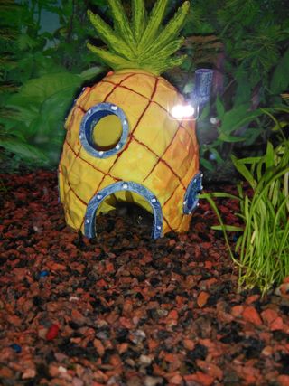 2 Acuarios con Mueble (120 y 300 L).