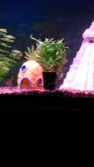 2 Acuarios con Mueble (120 y 300 L).