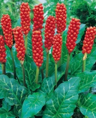 3 piante Arum Italico resistente al freddo