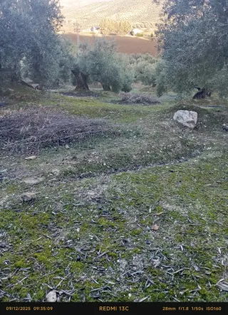 Recogida de aceituna