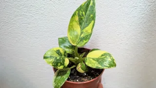 Philodendron Green Congo variegado