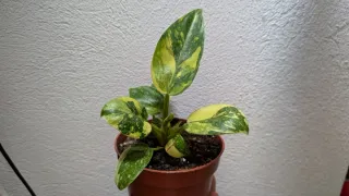 Philodendron Green Congo variegado
