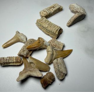Lote Fósiles Marinos Prehistóricos 12+