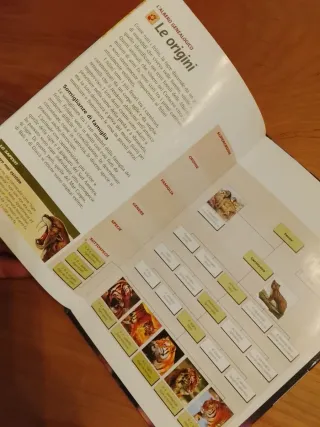 Regalo Dvd e Libro Tigre Delle Paludi #predatori