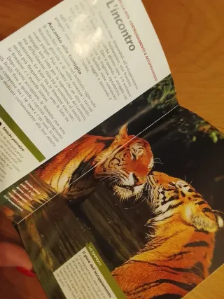 Regalo Dvd e Libro Tigre Delle Paludi #predatori
