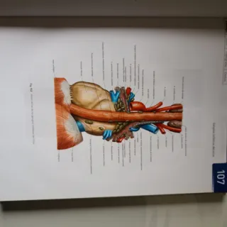 Sobotta Atlas de anatomia humana