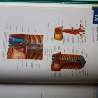 Sobotta Atlas de anatomia humana