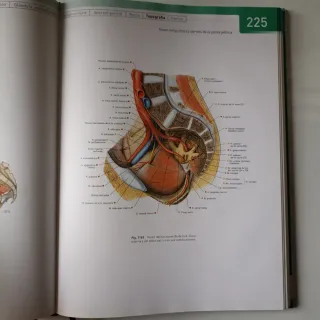 Sobotta Atlas de anatomia humana