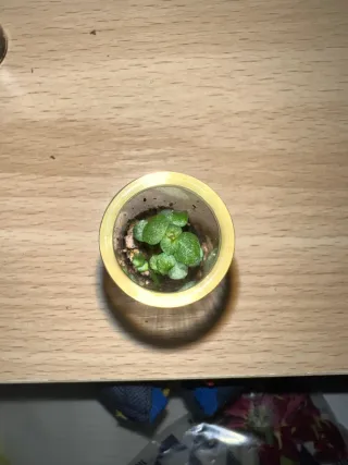 Mini terrarios con Pileas y musgo