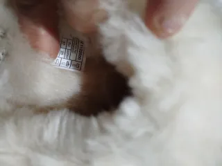 UGG Disquette Ciabatte Castagna