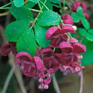 Conjunto de 11 pacotes de sementes