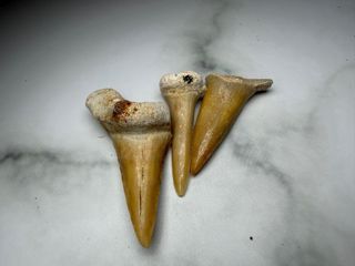 Lote 3 dientes tiburón fósil