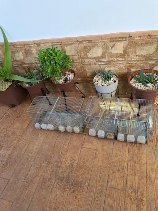 Gabbie per l'allevamento di uccelli