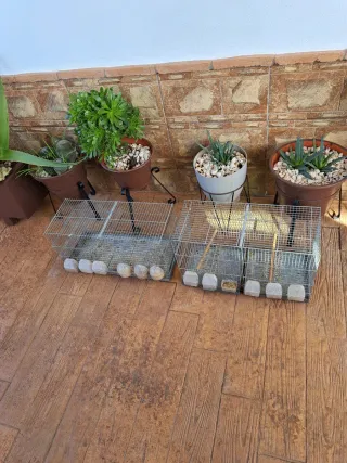 Gabbie per l'allevamento di uccelli