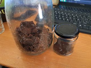 Colémbolos para terrario. Springtails