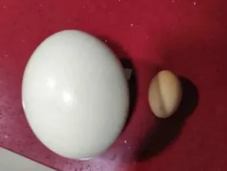Huevo de avestruz
