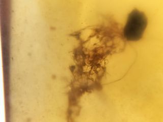 Ámbar Fósil Birmano Cretácico 99 Millones Años