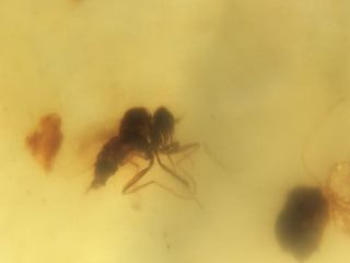 Ámbar Fósil Birmano Cretácico 99 Millones Años