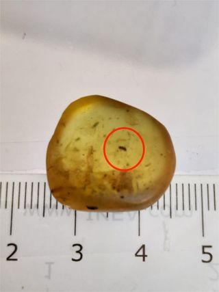 Ámbar birmano fósil Cretácico 99 Ma