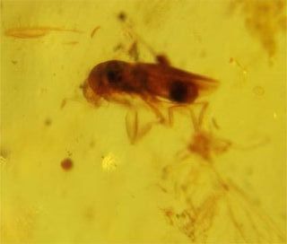 Ámbar birmano fósil Cretácico 99 Ma