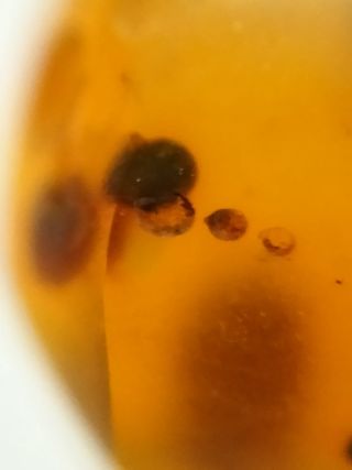 Ámbar birmano fósil 99 millones años