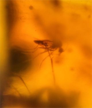 Ámbar birmano fósil 99 millones años