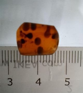 Ámbar birmano fósil 99 millones años