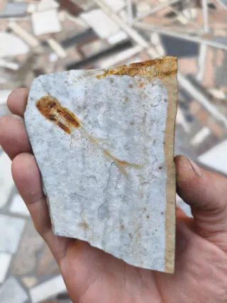 Fósil de pez en piedra