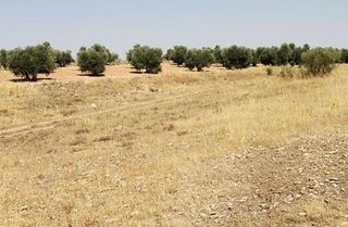 Terreno en venta en Almadén