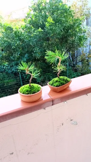Mini bonsai pino nero giapponese
