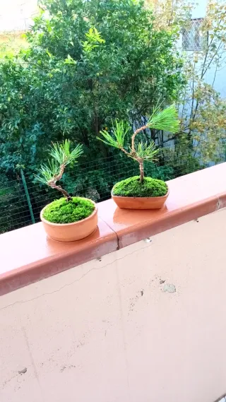 Mini bonsai pino nero giapponese