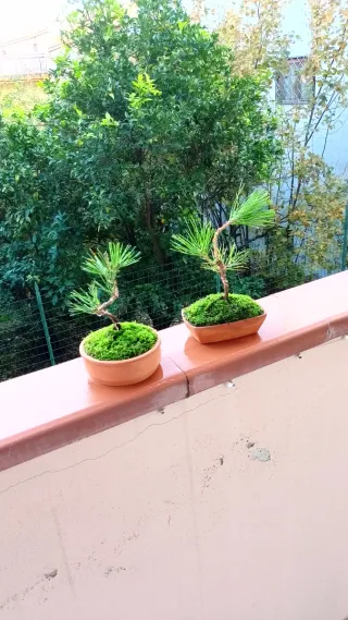 Mini bonsai pino nero giapponese