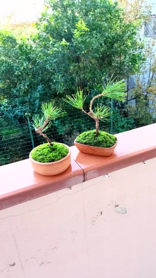 Mini bonsai pino nero giapponese