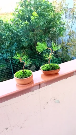 Mini bonsai pino nero giapponese
