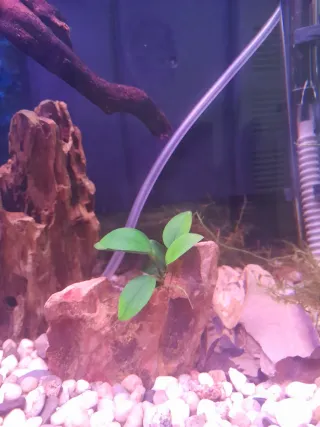 Acuario completo con accesorios 45l