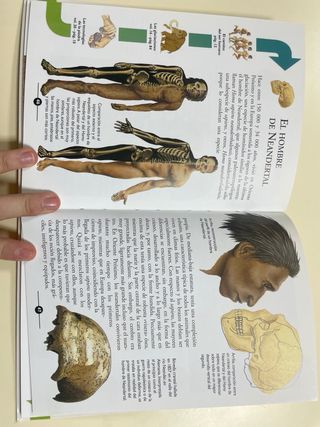 la evolucion del ser humano