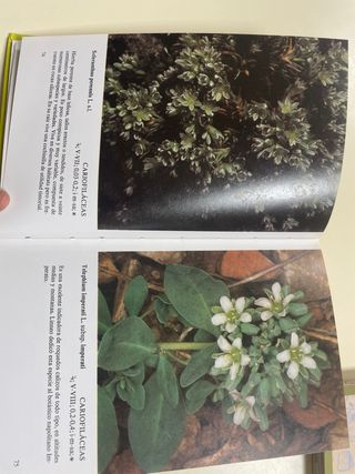 plantas silvestres de la península ibérica