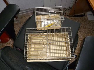 Gabbie per criceti e uccelli