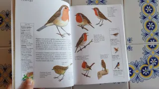 Guía para identificar aves