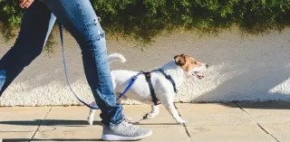 Paseo de perros en Fuenlabrada – responsable.