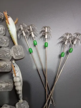 Jibioneras Cefalópodos