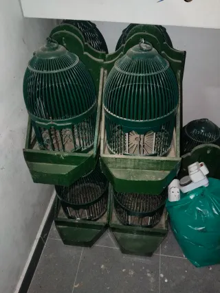 Gabbie verdi per uccelli