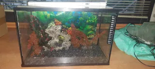 Pecera con accesorios